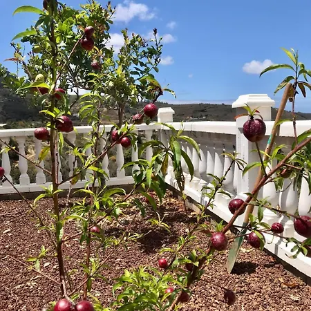 Pura Vida Tenerife Gæstehus 3*