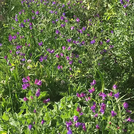 Gasthof Pura Vida Tenerife