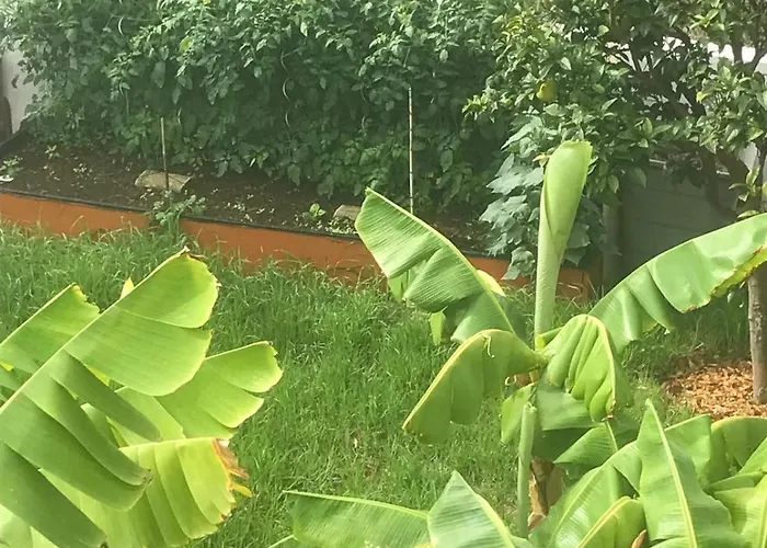 Πανσιόν Pura Vida Tenerife