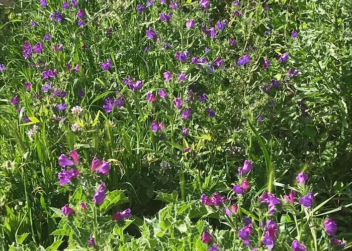 Pensjonat Pura Vida Tenerife